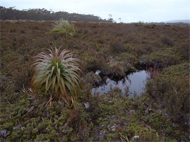 APII jpeg image of Richea pandanifolia  © contact APII