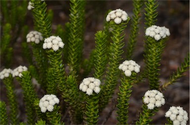 APII jpeg image of Ozothamnus lycopodioides  © contact APII