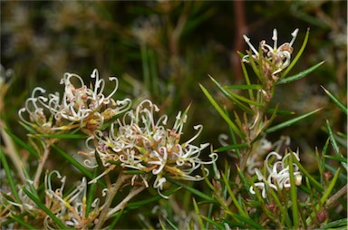 APII jpeg image of Grevillea australis  © contact APII