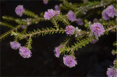 APII jpeg image of Melaleuca squamea  © contact APII