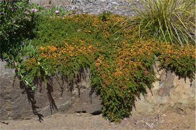 APII jpeg image of Pultenaea pedunculata  © contact APII