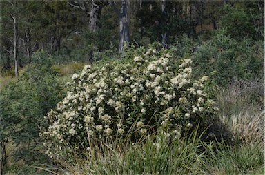 APII jpeg image of Olearia lirata  © contact APII