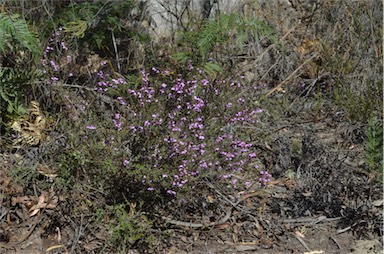 APII jpeg image of Tetratheca labillardierei  © contact APII