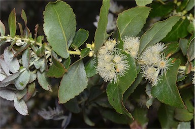 APII jpeg image of Eucalyptus crenulata  © contact APII