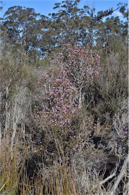 APII jpeg image of Melaleuca squamea  © contact APII