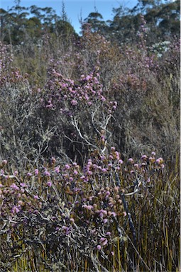 APII jpeg image of Melaleuca squamea  © contact APII