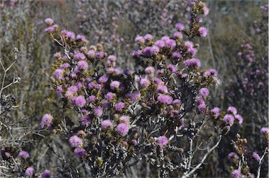 APII jpeg image of Melaleuca squamea  © contact APII