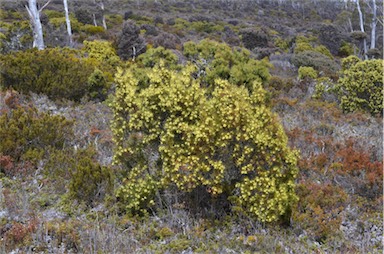 APII jpeg image of Hakea epiglottis  © contact APII