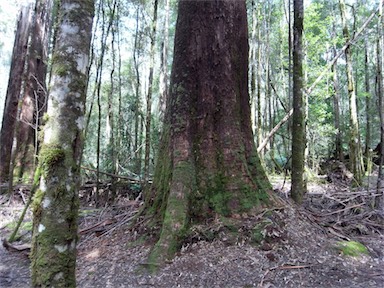 APII jpeg image of Eucalyptus regnans  © contact APII