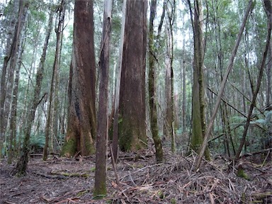 APII jpeg image of Eucalyptus regnans  © contact APII