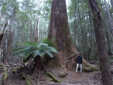 APII jpeg image of Eucalyptus regnans  © contact APII