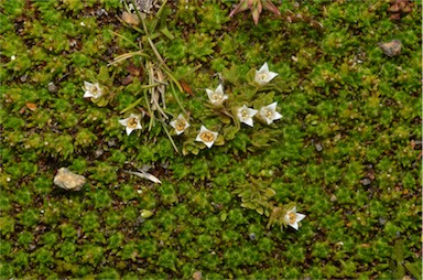 APII jpeg image of Schizacme archeri  © contact APII