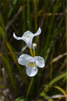 APII jpeg image of Diplarrena moraea  © contact APII