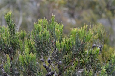 APII jpeg image of Allocasuarina monilifera  © contact APII