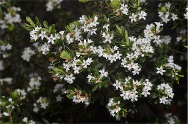 APII jpeg image of Leucopogon ericoides  © contact APII