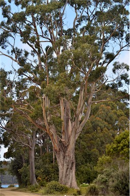 APII jpeg image of Eucalyptus globulus subsp. globulus  © contact APII