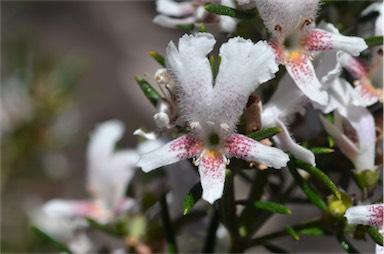 APII jpeg image of Westringia angustifolia  © contact APII