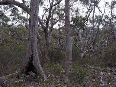 APII jpeg image of Eucalyptus obliqua  © contact APII