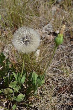 APII jpeg image of Urospermum dalechampii  © contact APII