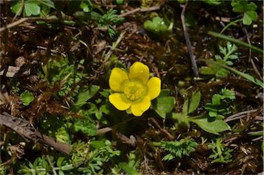 APII jpeg image of Ranunculus nanus  © contact APII