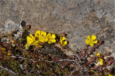 APII jpeg image of Hibbertia fasciculata  © contact APII