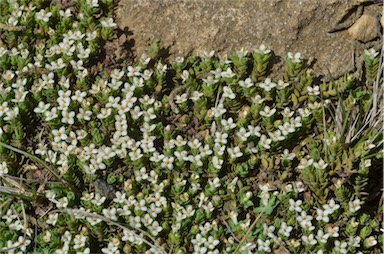 APII jpeg image of Pimelea pygmaea  © contact APII