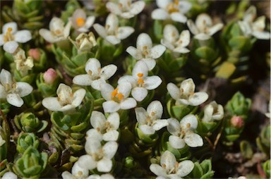 APII jpeg image of Pimelea pygmaea  © contact APII