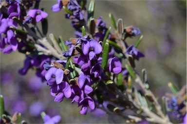 APII jpeg image of Hovea montana  © contact APII