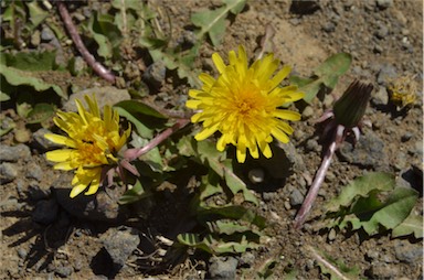 APII jpeg image of Taraxacum aristum  © contact APII