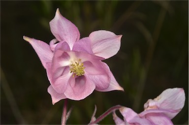 APII jpeg image of Aquilegia vulgaris  © contact APII