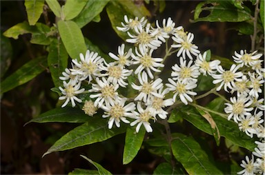 APII jpeg image of Olearia lirata  © contact APII