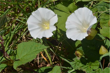 APII jpeg image of Calystegia silvatica  © contact APII