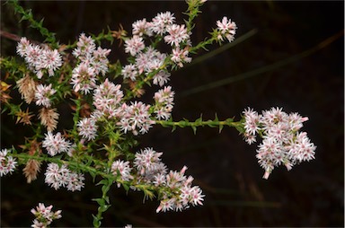 APII jpeg image of Sprengelia incarnata  © contact APII