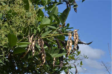 APII jpeg image of Erythrina crista-galli  © contact APII