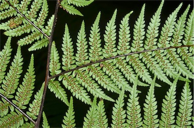 APII jpeg image of Cyathea robertsiana  © contact APII