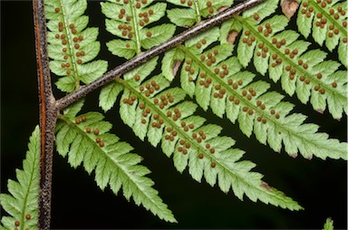 APII jpeg image of Cyathea robertsiana  © contact APII