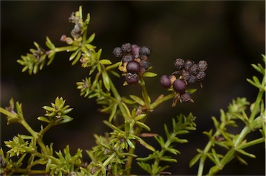 APII jpeg image of Asperula conferta  © contact APII