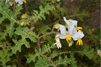 APII jpeg image of Solanum sisymbriifolium  © contact APII