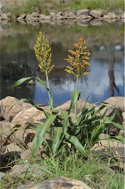 APII jpeg image of Sorghum bicolor  © contact APII