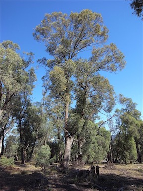 APII jpeg image of Eucalyptus radiata subsp. radiata  © contact APII