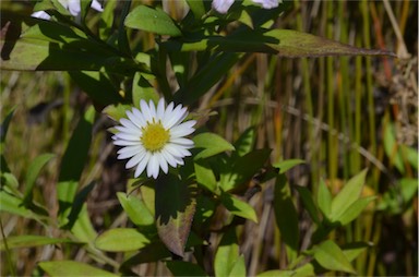 APII jpeg image of Symphyotrichum novi-belgii  © contact APII