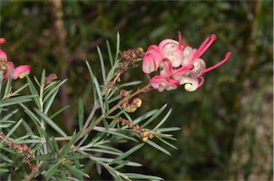 APII jpeg image of Grevillea 'Laura's Dwarf'  © contact APII