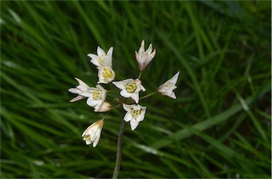 APII jpeg image of Nothoscordum borbonicum  © contact APII