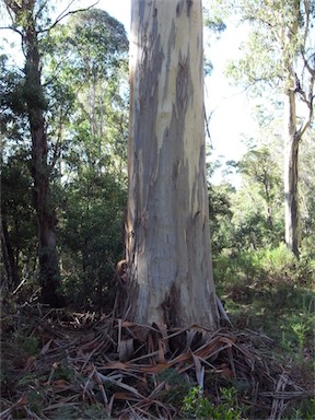 APII jpeg image of Eucalyptus dalrympleana  © contact APII