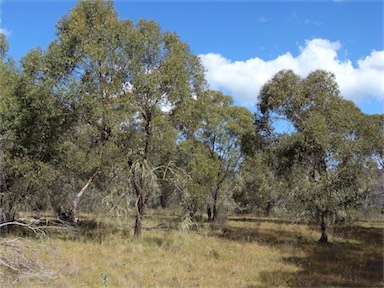 APII jpeg image of Eucalyptus stellulata  © contact APII