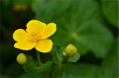 APII jpeg image of Caltha palustris  © contact APII