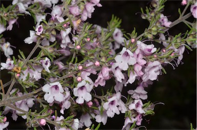 APII jpeg image of Prostanthera stenophylla  © contact APII