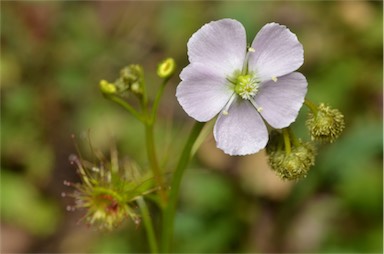 APII jpeg image of Drosera peltata  © contact APII