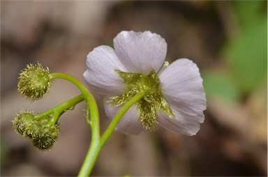 APII jpeg image of Drosera peltata  © contact APII