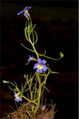 APII jpeg image of Lobelia claviflora  © contact APII